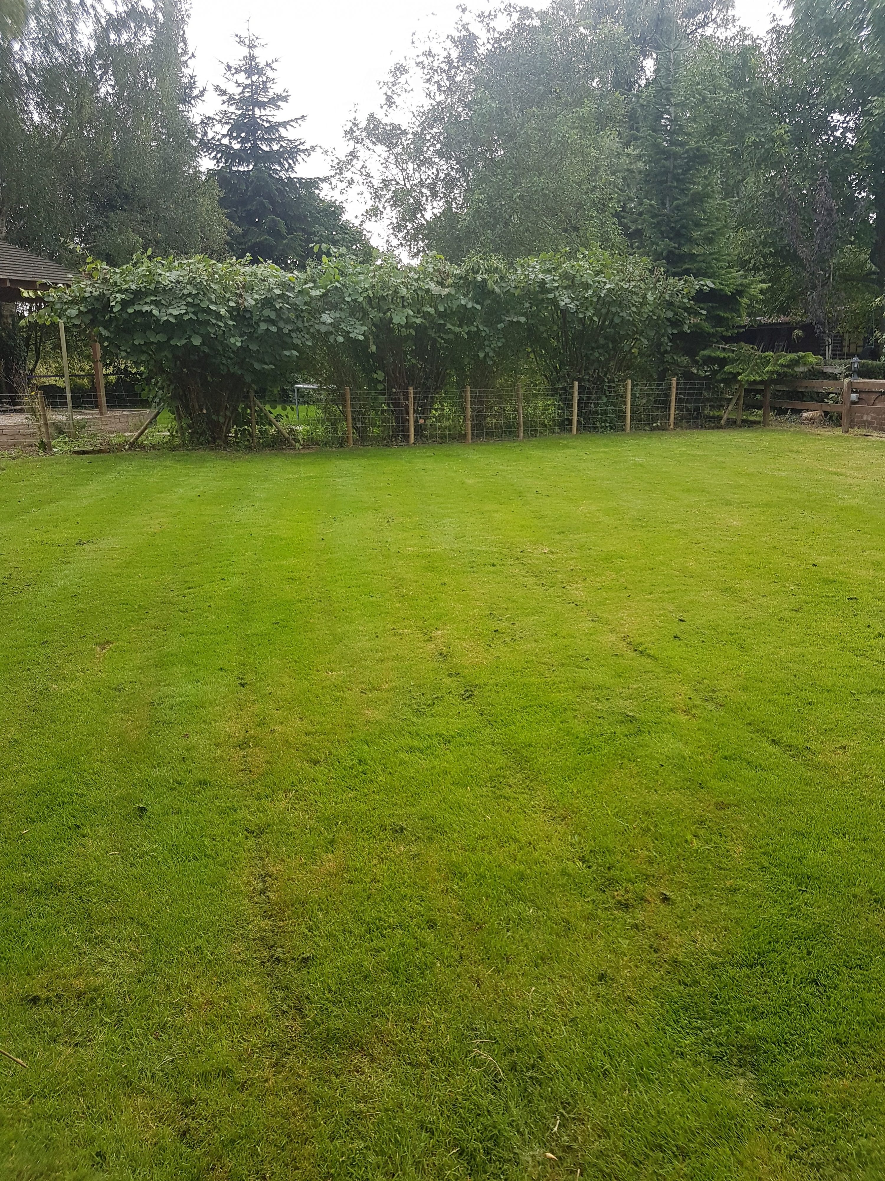 Lawn Mowed and Shrubs Trimmed